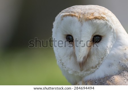 Barn owl head shot, close up with green background.