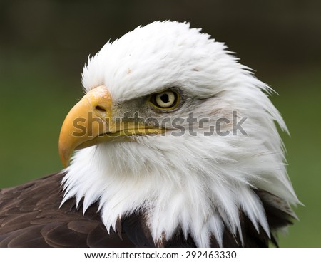Close up head-shot of a Bald Headed Eagle with green background.