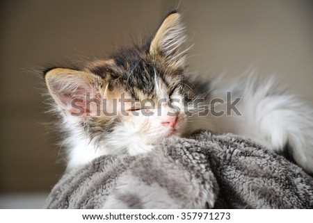 Close-up of a cat newborn that sleeping-animal concept