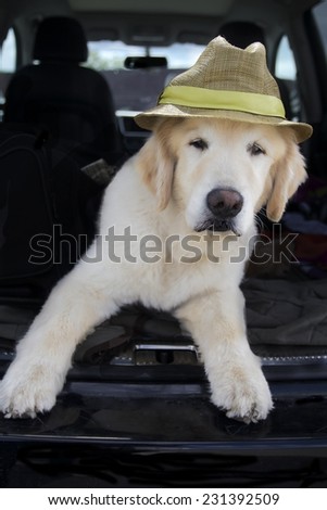 This an image of a Golden Retriever wearing a stylish summer hat.