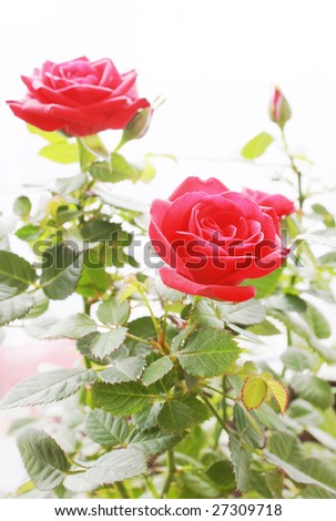 Roses bush
