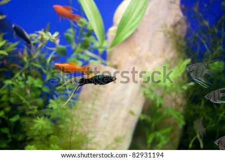 Little fishes in fishtank with plants