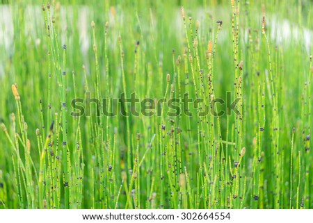 Grass flower with blured background with green tone