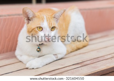 white-brown Cat and Yellow cat eyes crouched on the wooden floor