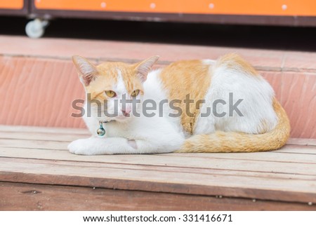 white-brown Cat and Yellow cat eyes crouched on the wooden floor