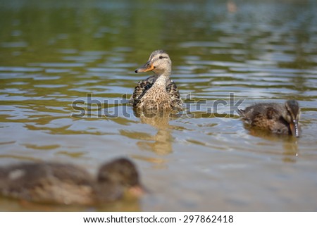 Duck and ducklings swimming in the lake