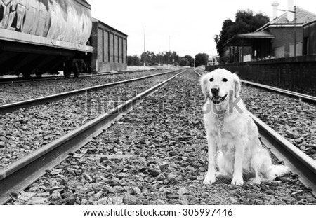 Golden retriever dog waiting on railway tracks