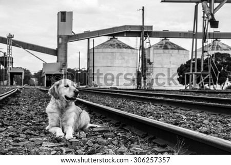 Golden retriever dog waiting on train tracks with wheat silos in