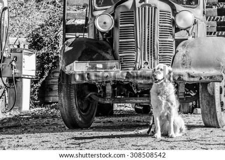 Golden retriever dog sitting in front of old truck with old petrol bowser