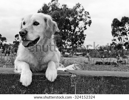 happy golden retriever dog waiting on a concrete ledge