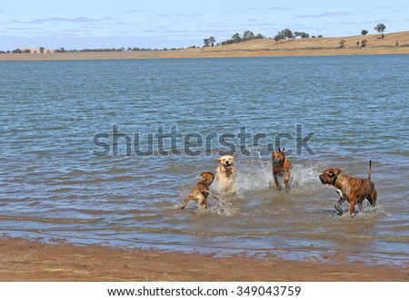 large friendly dogs romping off lead in water