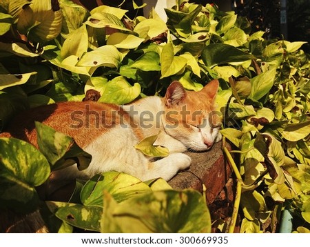 sleeping cat in bush