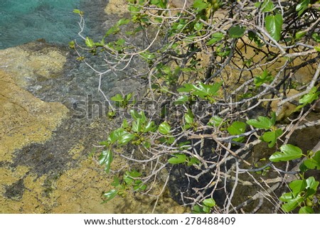 Rocks In The Sea And At Shore With A Plant Growing On The Rocks Of The Beach Of The Adriatic Sea In Pula Istria Croatia