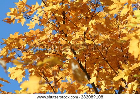 Maple Tree Contrast.  The brilliant gold of Maple leaves set against a deep blue clear sky.