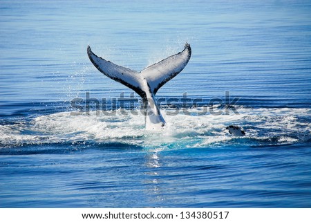 Humpback Whale In Hervey Bay, Queensland (Australia)