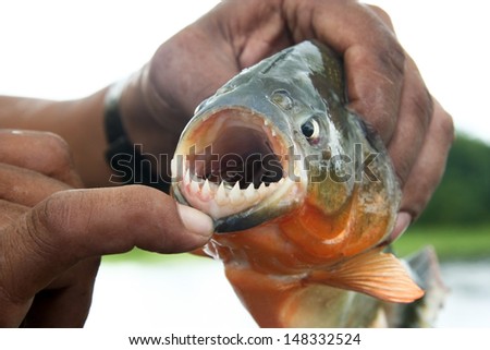 Piranha fish with his mouth open