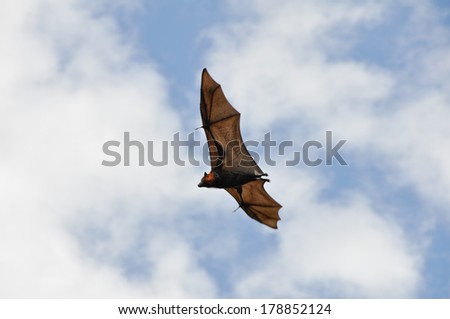 Grey-headed flying fox in flight, Botanical Gardens of Sydney