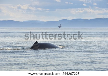 Fin whale, St Lawrence river, Quebec (Canada)
