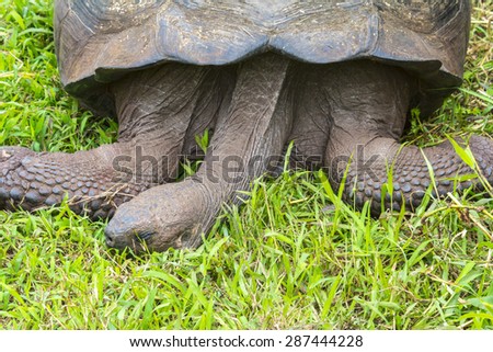 Giant tortoise resting in El Chato Tortoise Reserve, Galapagos islands (Ecuador)