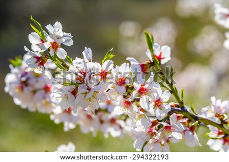 Closeup of a blossoming almond tree in full bloom