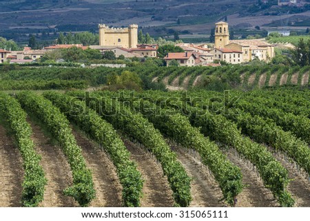 Vineyard, Sajazarra as background, La Rioja (Spain)