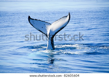 Humpback Whale in Hervey bay,  Australia