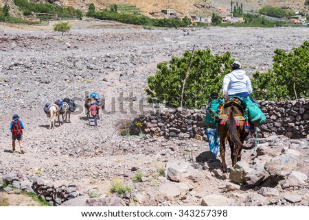 Donkeys transport tourists and luggage, Toubkal national park, Morocco