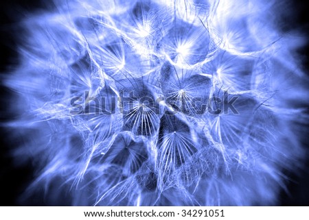 Abstract dandelion colored head close-up
