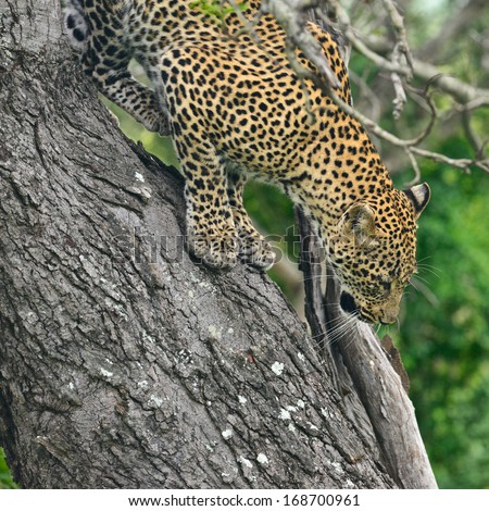 Female leopard climbing down tree