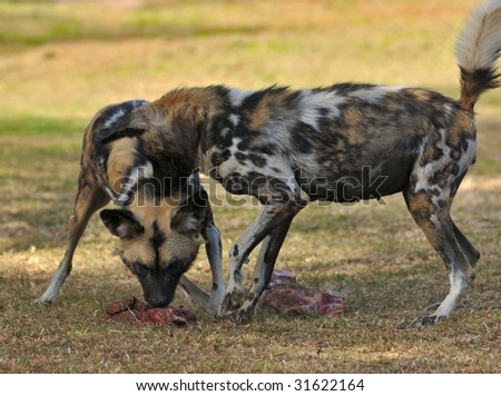 Wild dog feeding time
