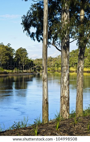 Three eucalyptus trees by Brisbane River, Queensland, Australia