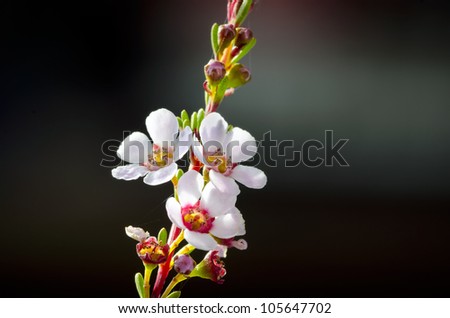 Geraldton Wax Flower, Chamelaucium uncinatum, is the best known of the wax flowers. The shrub is grown extensively in Australia and overseas as a cut flower. Colours are  white, pink,mauve and purple