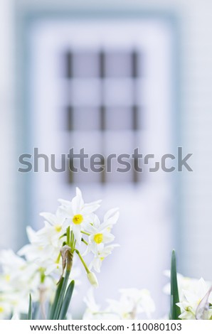 Spring bulbs by door of house creating interesting out of focus frame.