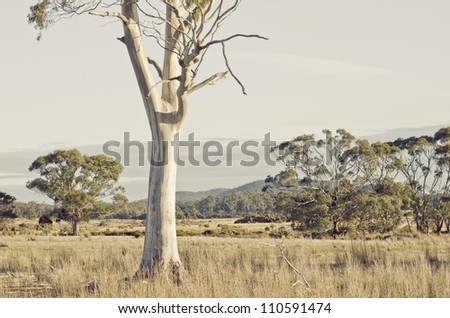 Tasmanian landscape with eucalyptus trunk in pasture - artistic rendition