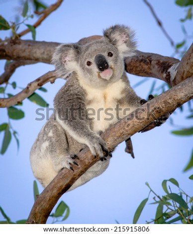 Australia\'s cutest wild koala in eucalyptus tree, Magnetic Island, Queensland, Australia