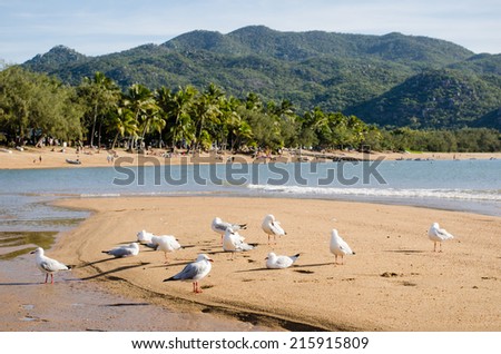 Seagulls on sandbank, Horseshoe Bay, Magnetic Island, Queensland, Australia