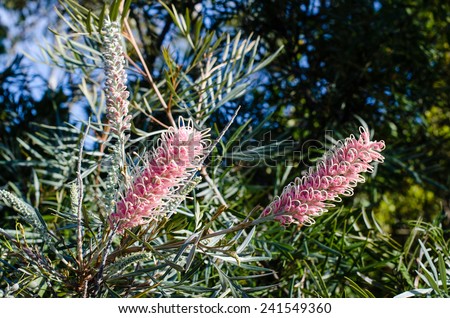 Grevillea \'Misty Pink\' is thought to be a hybrid between G. banksii  and G. sessilis. Grevilleas are australian plants from the Proteaceae family Pink flowers in winter-spring-summer.