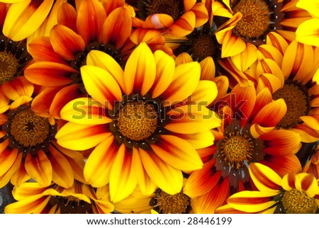 Flower Power - arrangement of beautiful Gazanias
