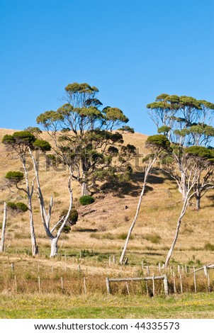 Eucalyptus and melaleuca trees on hill, farming country