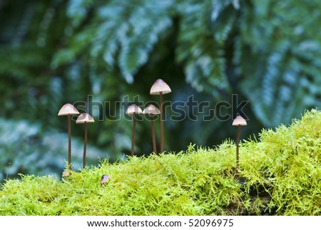 Tasmanian Fungi