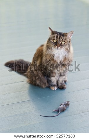 Cat on patio presenting dead mouse