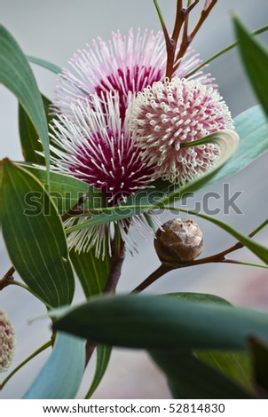 Hakea laurina (Pin-cushion Hakea) is one of the most beautiful native plants of south-western Australia. In Italy and America its uses include street and hedge planting.