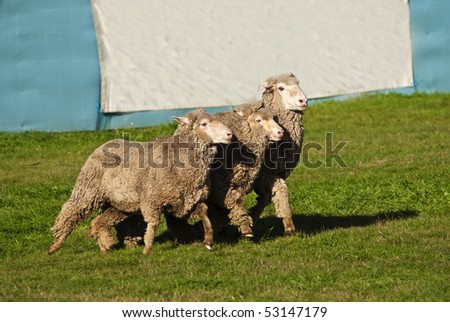 Equal rights for sheep concept. Three sheep running in step but looking like they are at a protest rally. Large banner in background for copy.