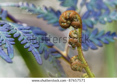 Bracken fern leaf and frond unfurling, Tasmania, Australia. Bracken fern is a common and very widespread understorey plant in temperate Australia.