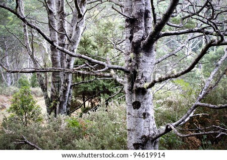 Spooky tree trunks. Acacia dealbata tree trunks in Tasmanian forest