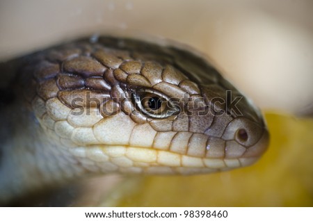 Blotched Blue-tongued lizard closeup. Young animal. The Blotched Blue-tongued lizard (Tiliqua nigrolutea) is the largest lizard species occurring in Tasmania, Australia.