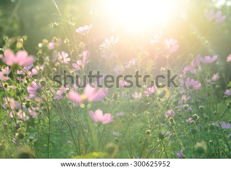 meadow full of flowers, filled with sunlight