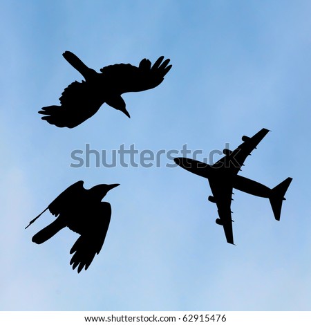 bird and plane flying black silhouette composition on sky background