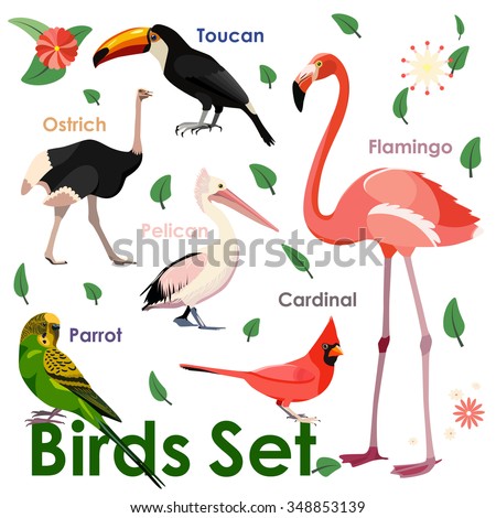 Vector bird icons. Colorful realistic birds. Parrot, flamingo, ostrich, toucan, pelican and flamingo
