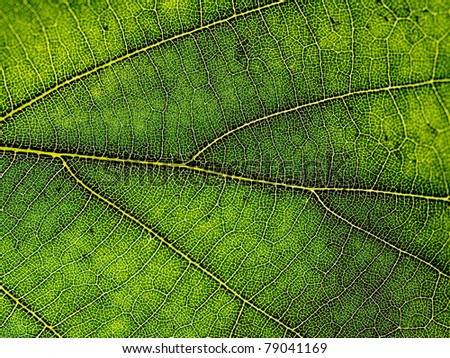 Leaf structure